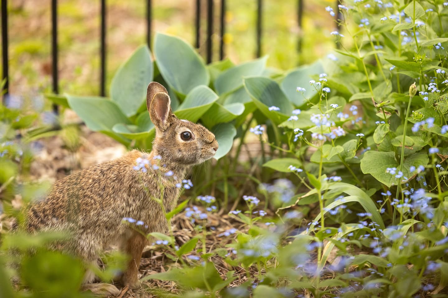 Rabbit in garden with forget-me-nots