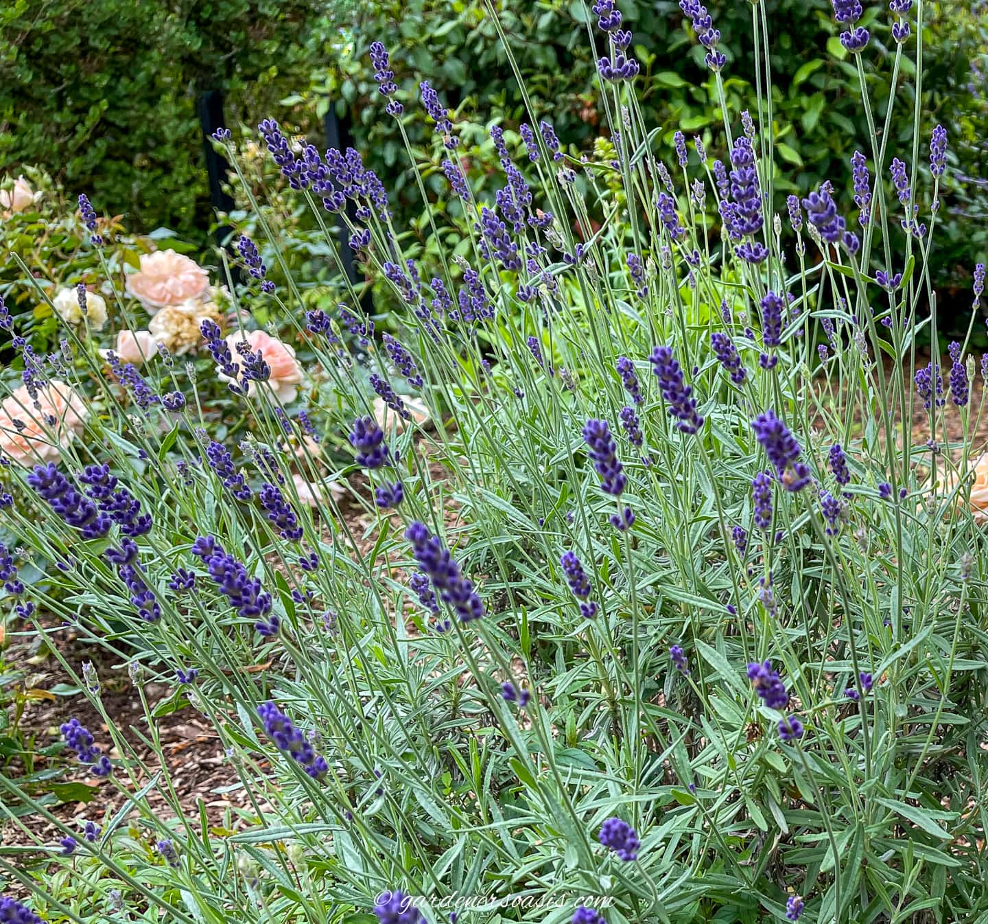 lavender blooming in the garden