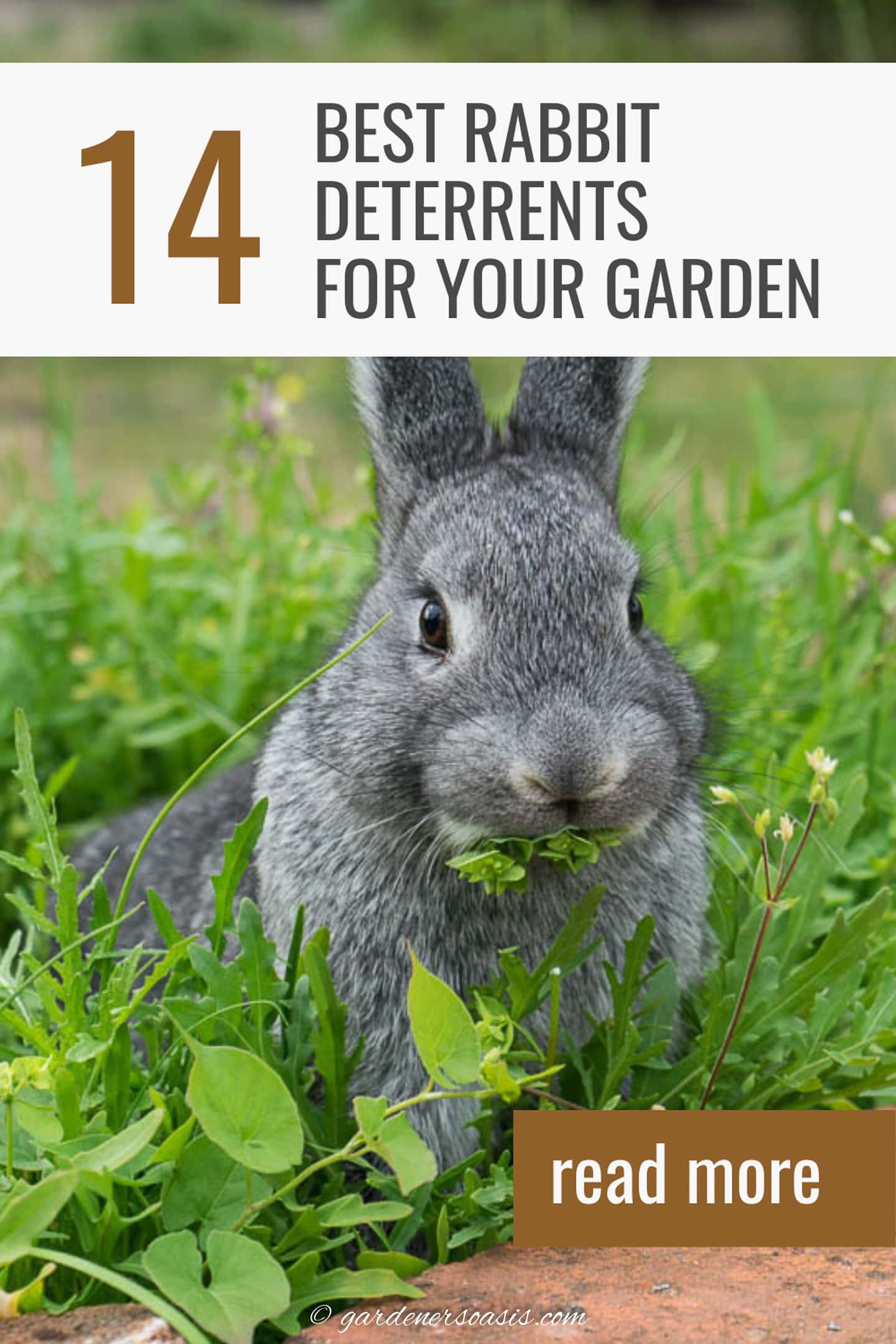 14 best rabbit deterrents for your garden