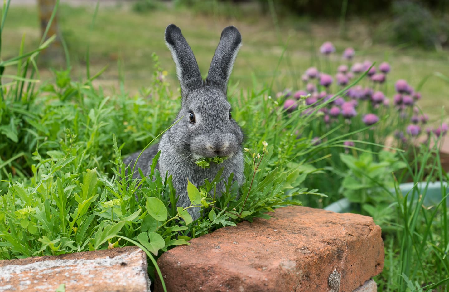 gray rabbit eating herbs in the garden
