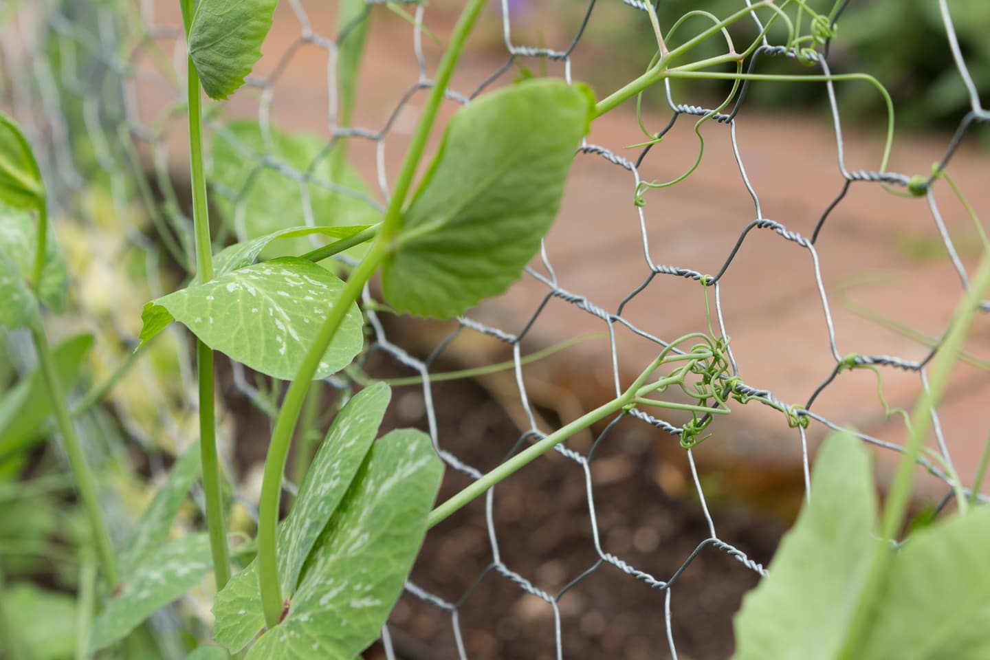 Peas growing with tendrils hanging on to chicken wire fencing