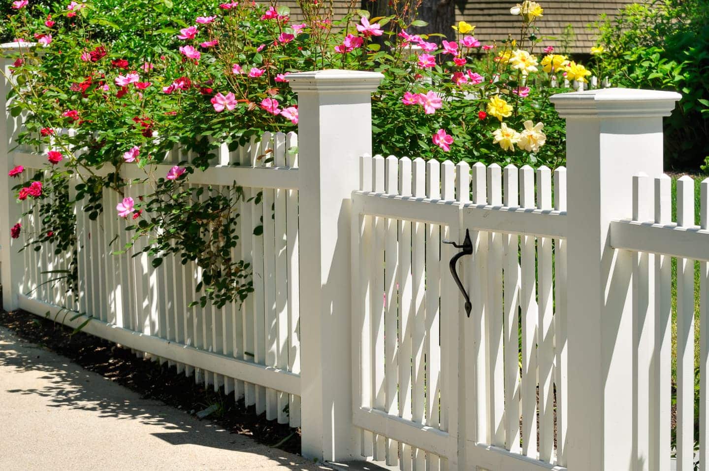 A white picket fence with roses growing on it.