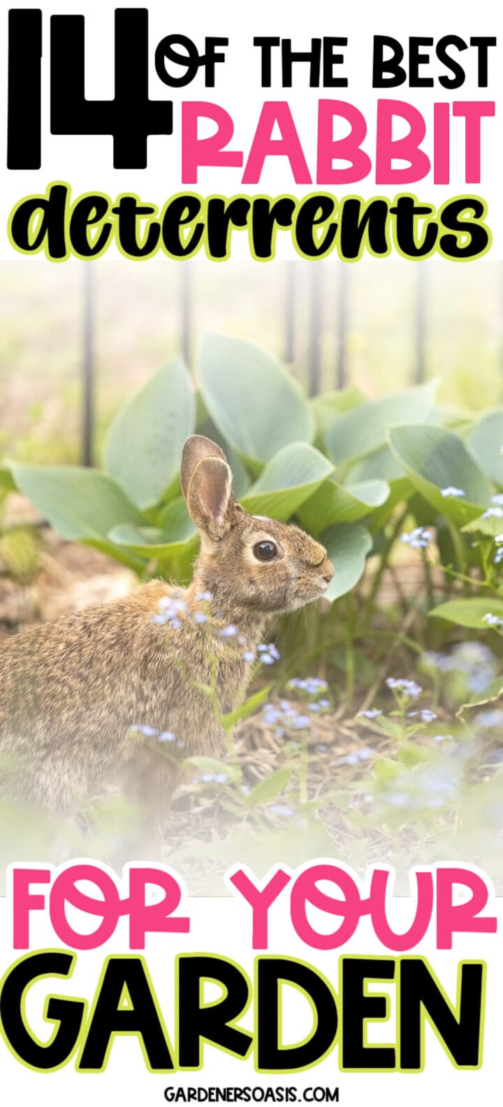14 Of The Best Rabbit Deterrents For Your Garden