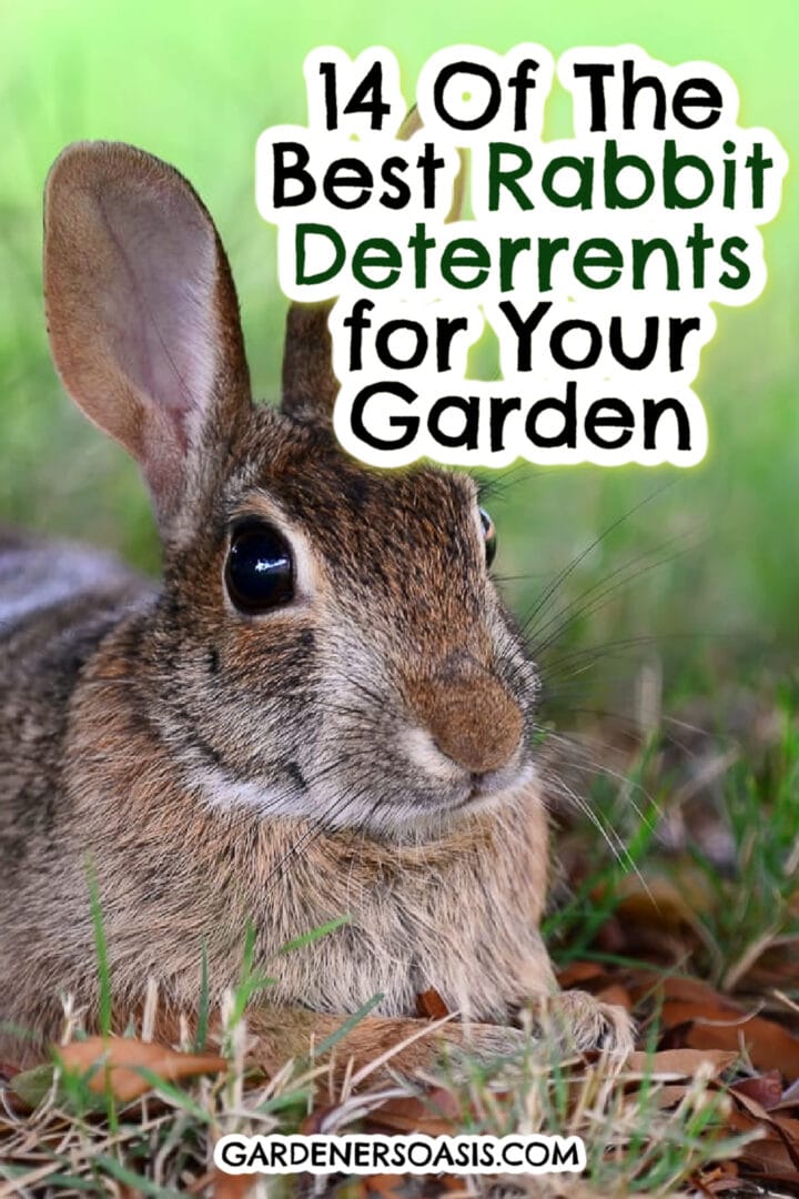14 Of The Best Rabbit Deterrents For Your Garden