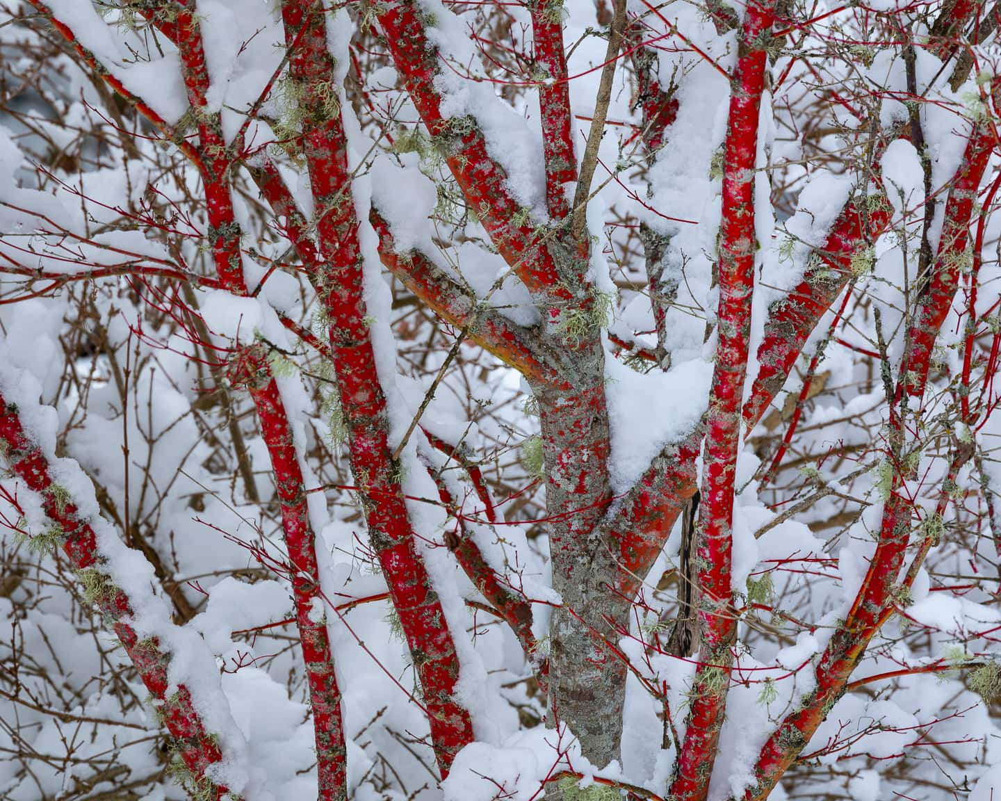 A 'Coral Bark' Japanese maple tree with red branches covered in snow.