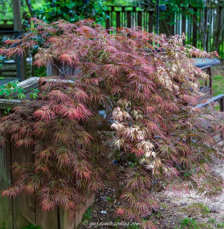 10 Things You May Be Surprised To Know About Growing Japanese Maples