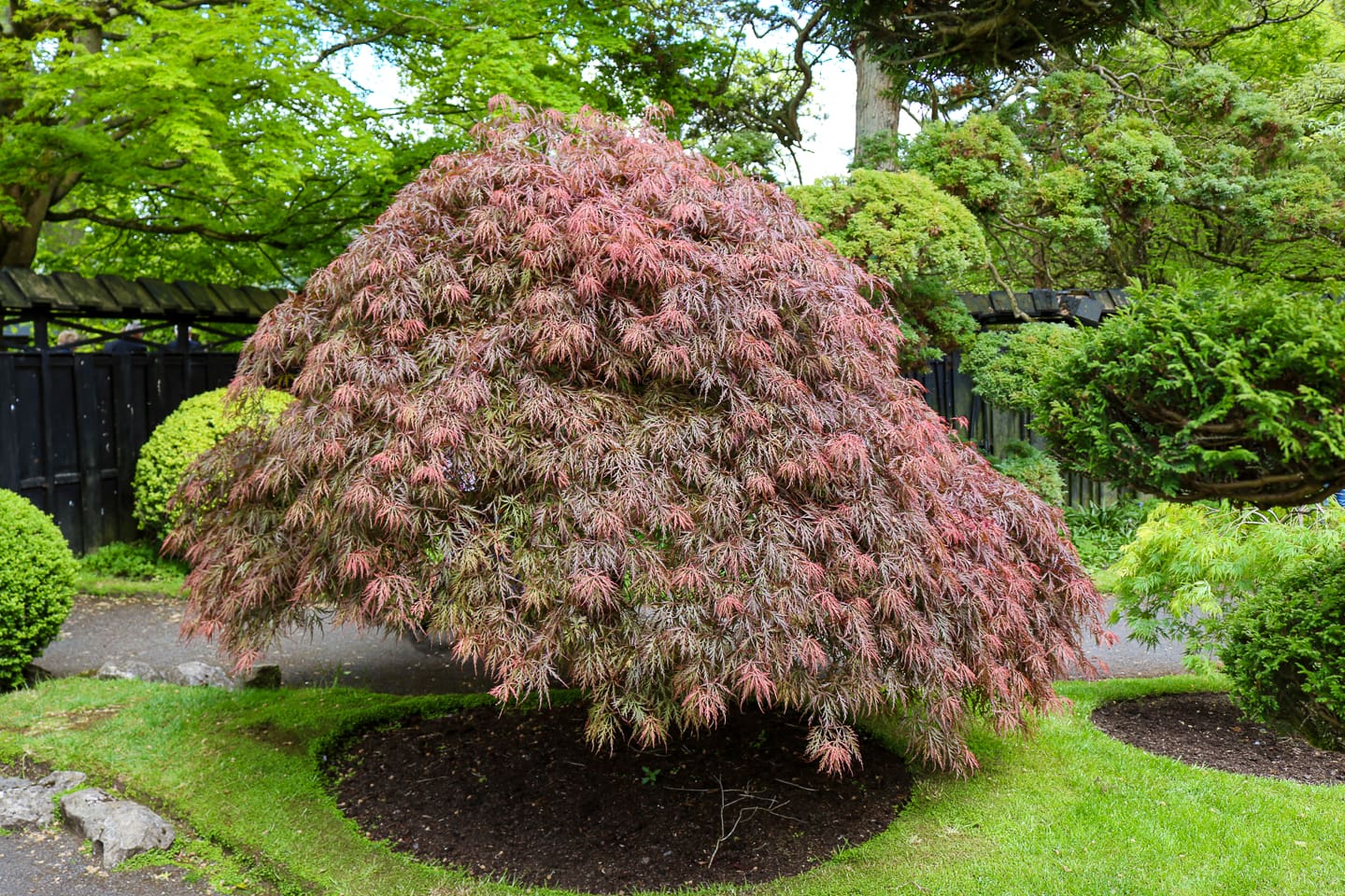 Large Japanese Maple in the middle of a garden