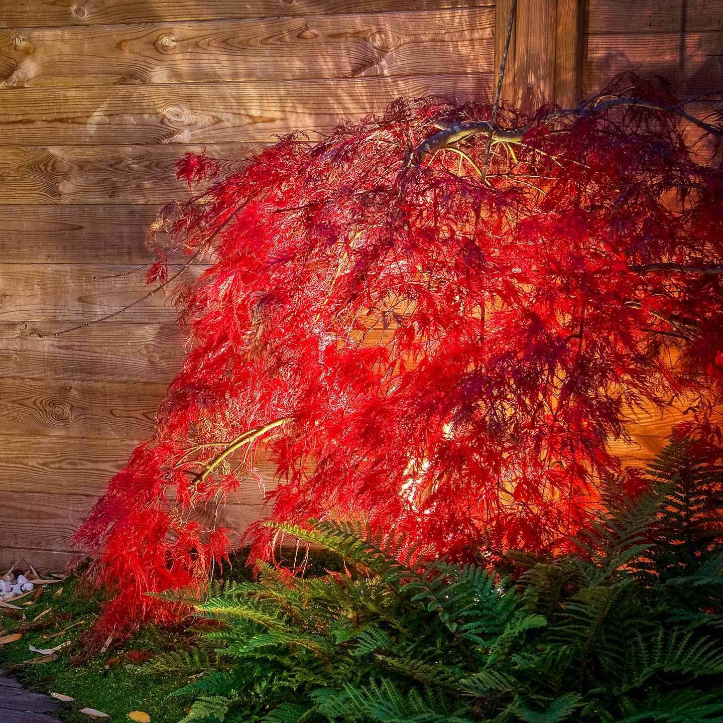 A vibrant red japanese maple tree stands with landscape lighting under it