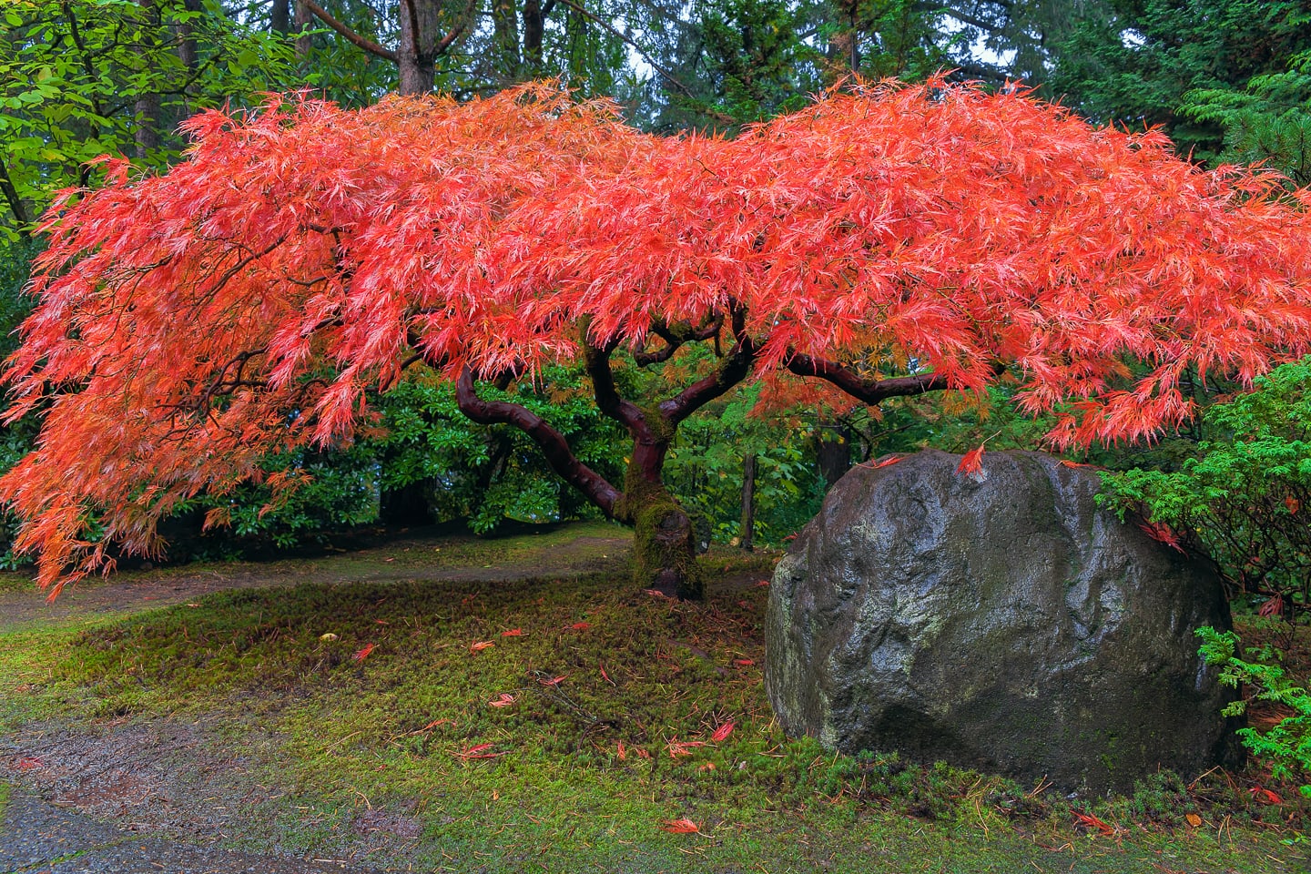 Red Japanese Maple in autumn
