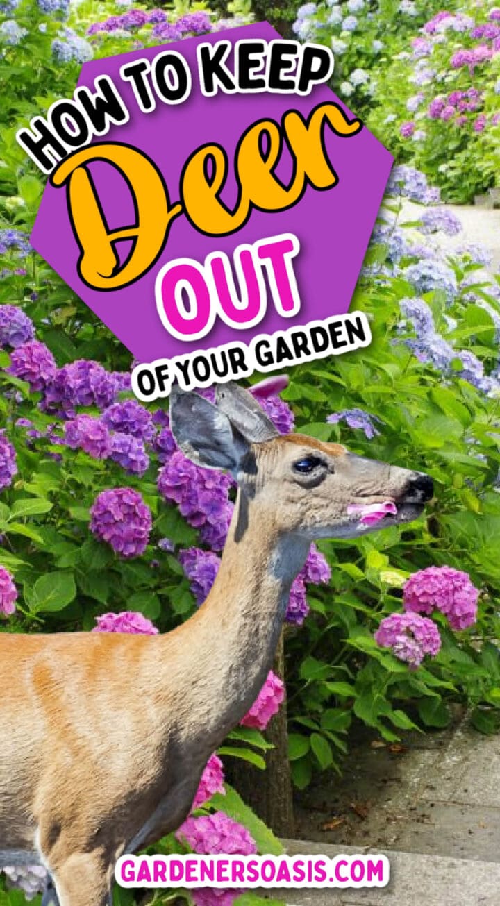 13 Ways To Keep Deer Out Of Your Garden