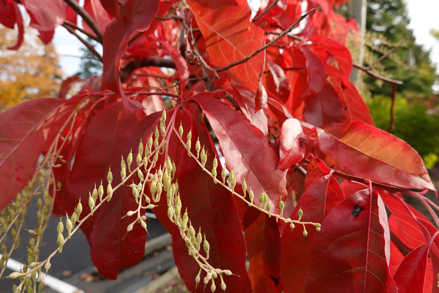 A close up of red leaves on a sourwood tree in the fall