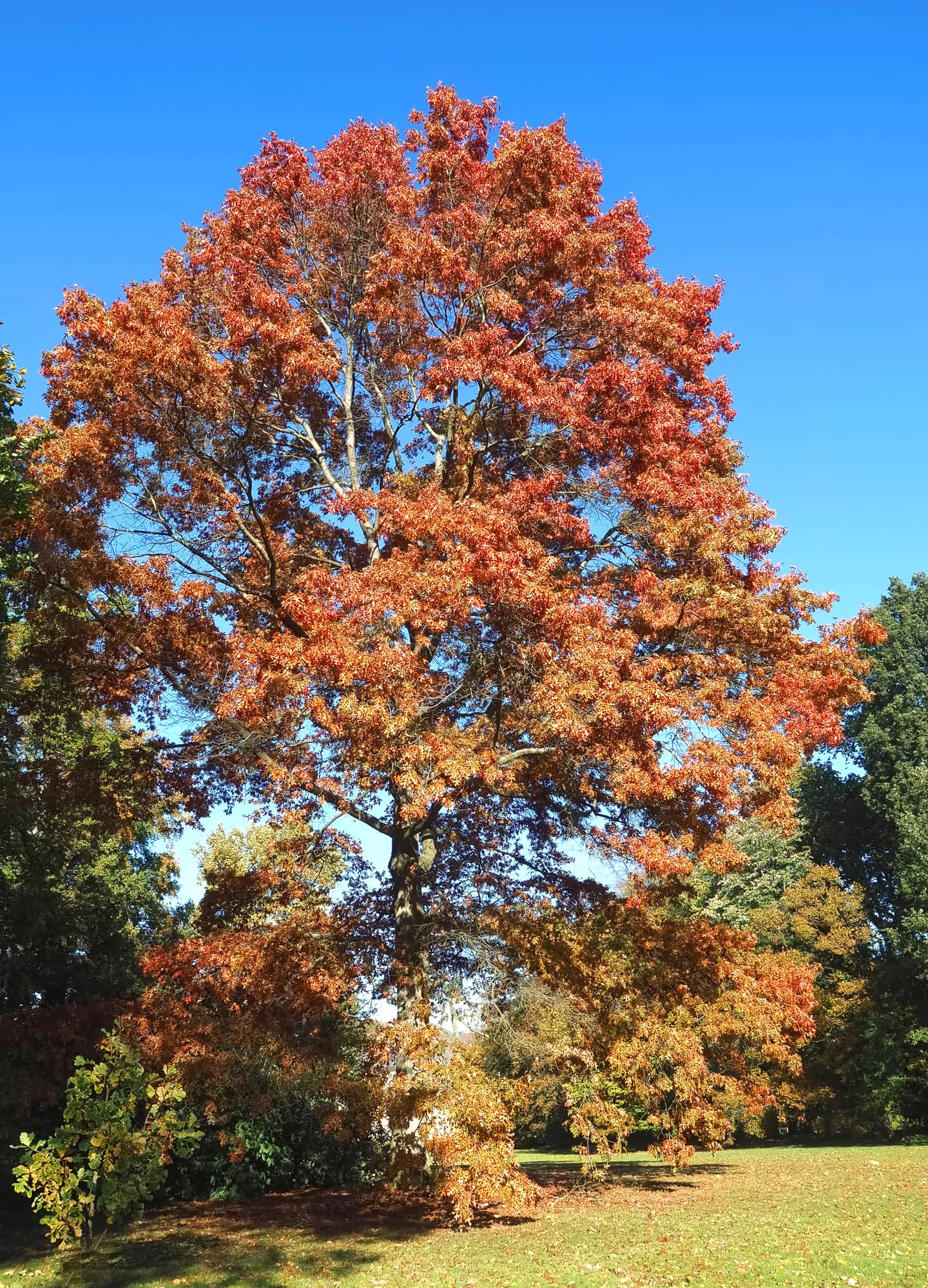 A scarlet oak tree with red leaves in fall.
