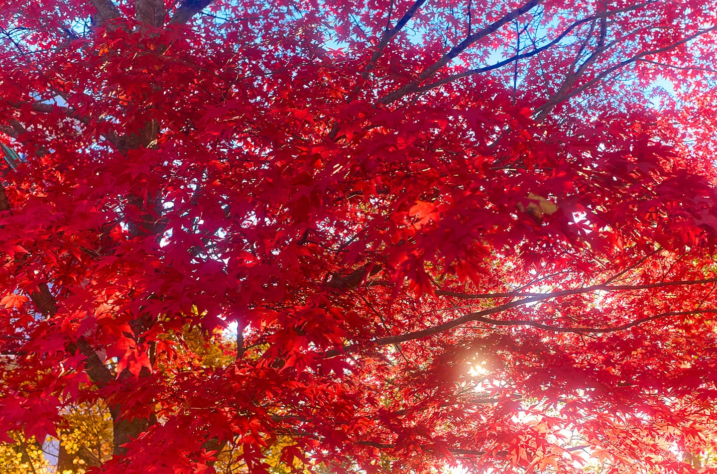 A bloodgood Japanese maple tree that turns red in fall.