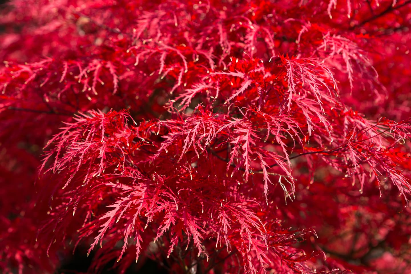 Red fall leaves of Acer palmatum Tamukeyama