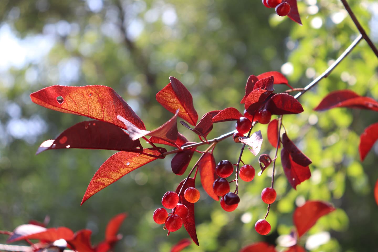 Red leaves and berries on a Red Canada Chokecherry tree in the fall