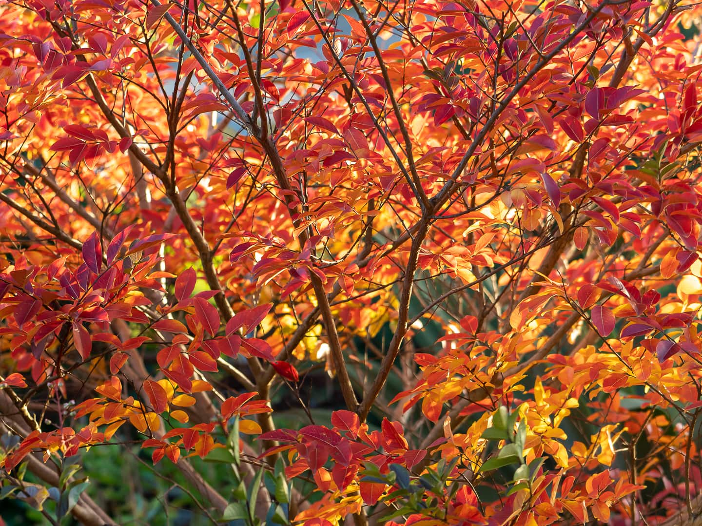 A crepe myrtle tree with red foliage in the autumn.