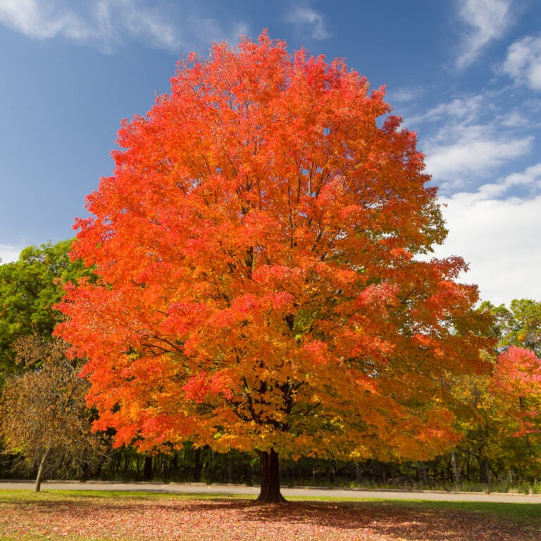 Trees That Turn Red In Fall