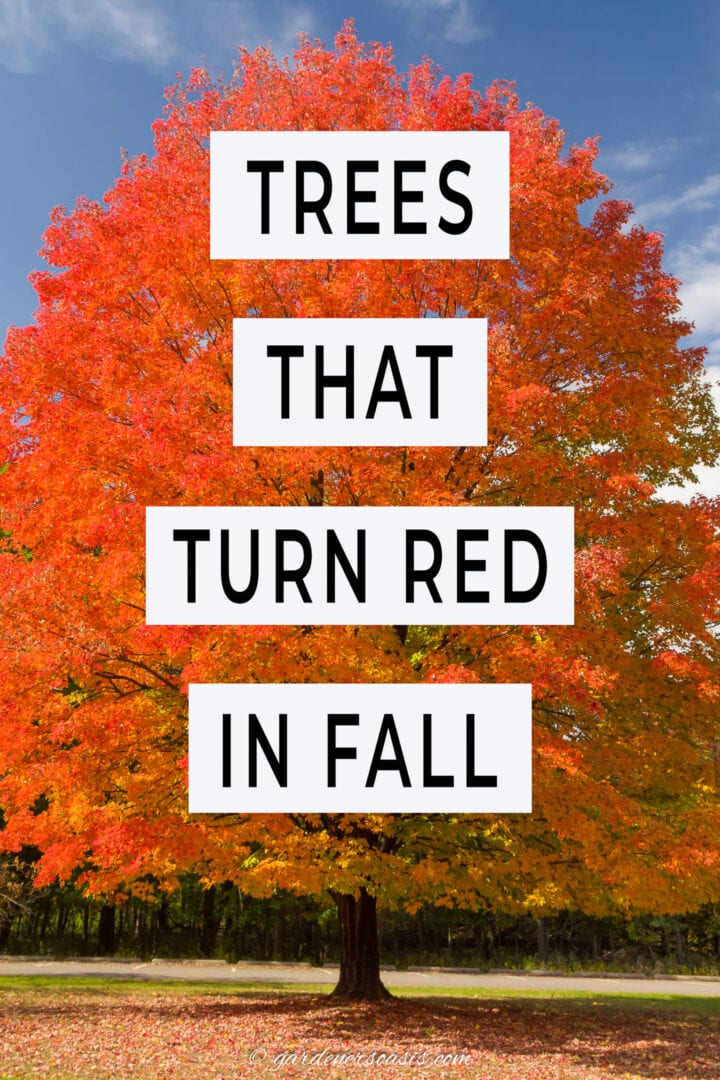 Trees that turn red in fall