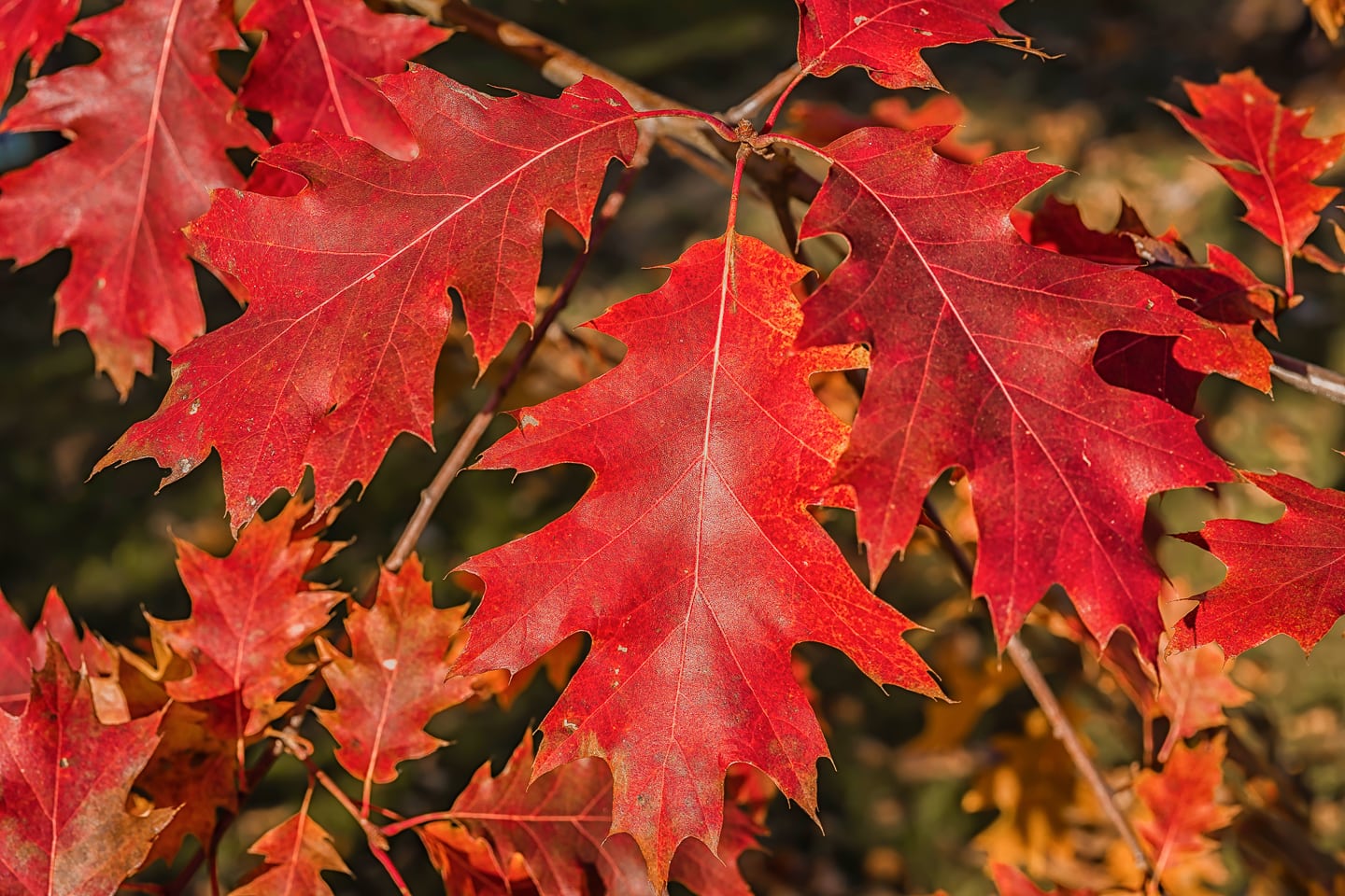 A close-up of northern red oak leaves in the fall