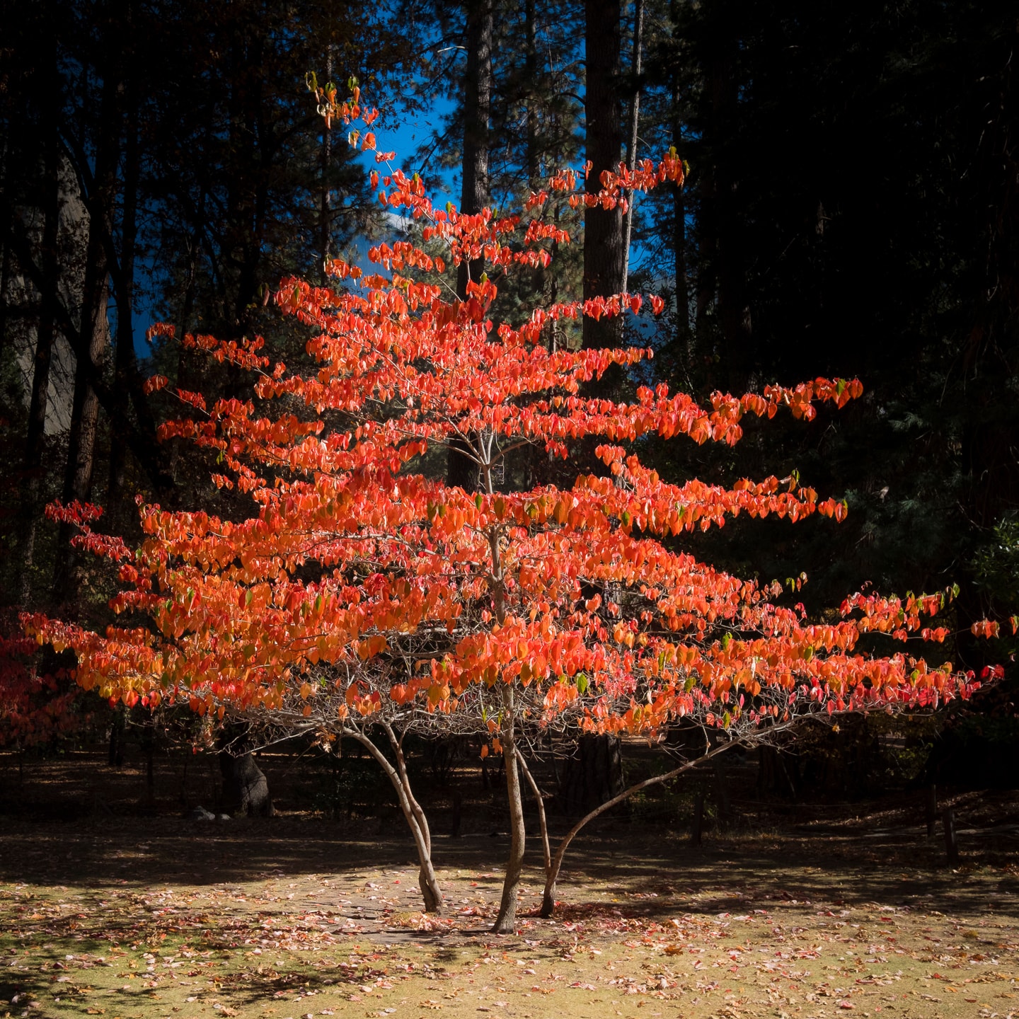 A dogwood tree with red leaves during fall.