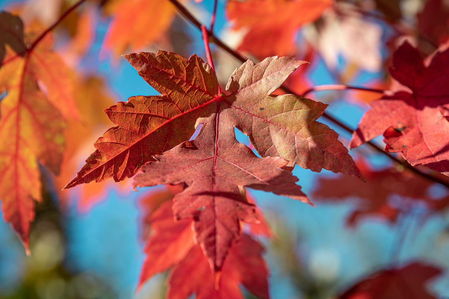 A red Autumn Blaze maple leaf hangs on a branch