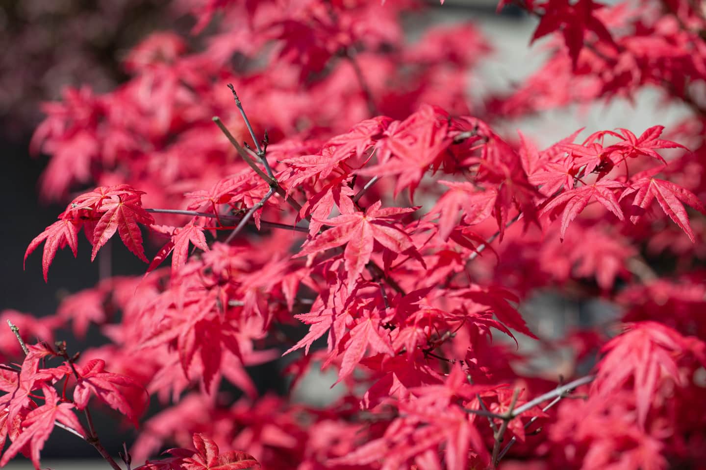 Fireglow Japanese maple with red leaves in fall.