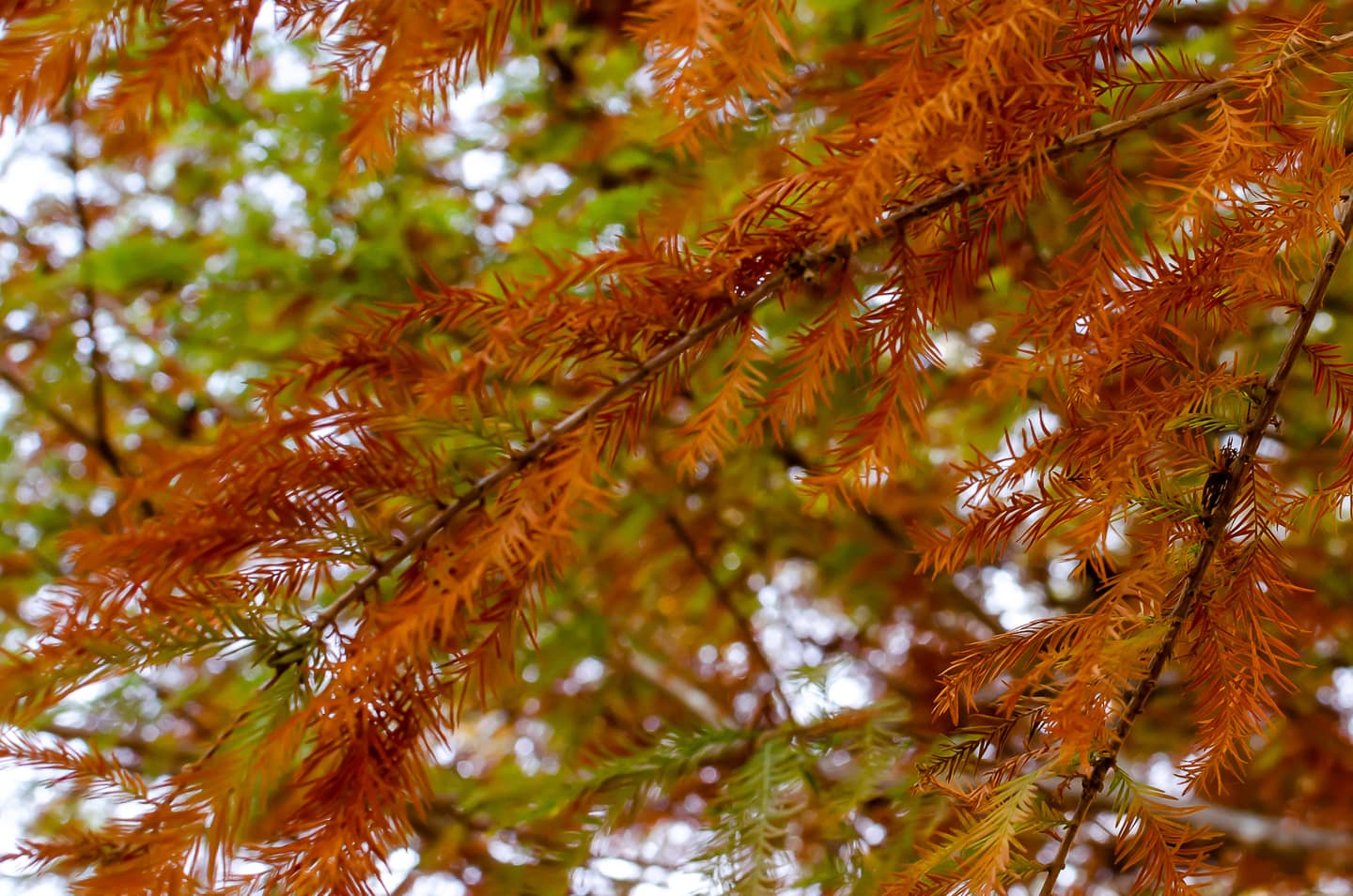 A close up of a Bald Cypress tree with rusty red leaves in fall.