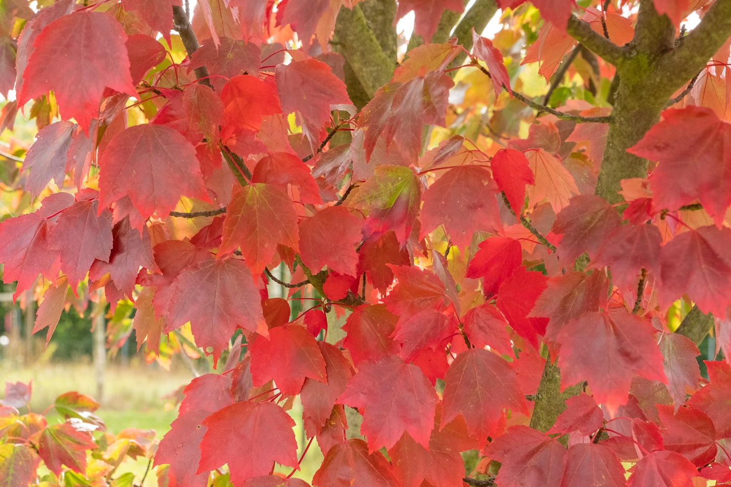 A close up of Brandywine maple tree leaves turning red in the fall.