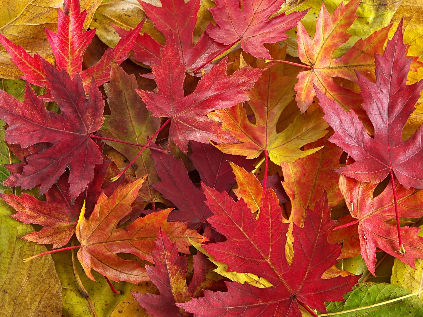 red silver maple leaves in fall