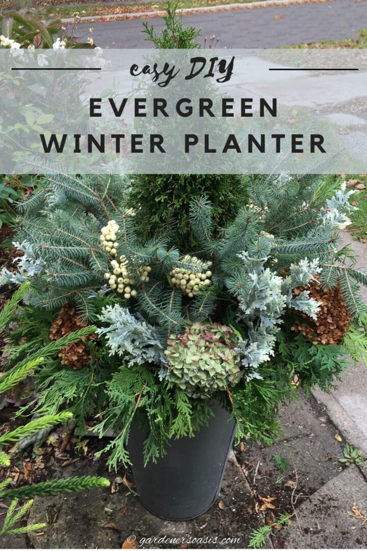 Easy evergreen winter planter DIY.