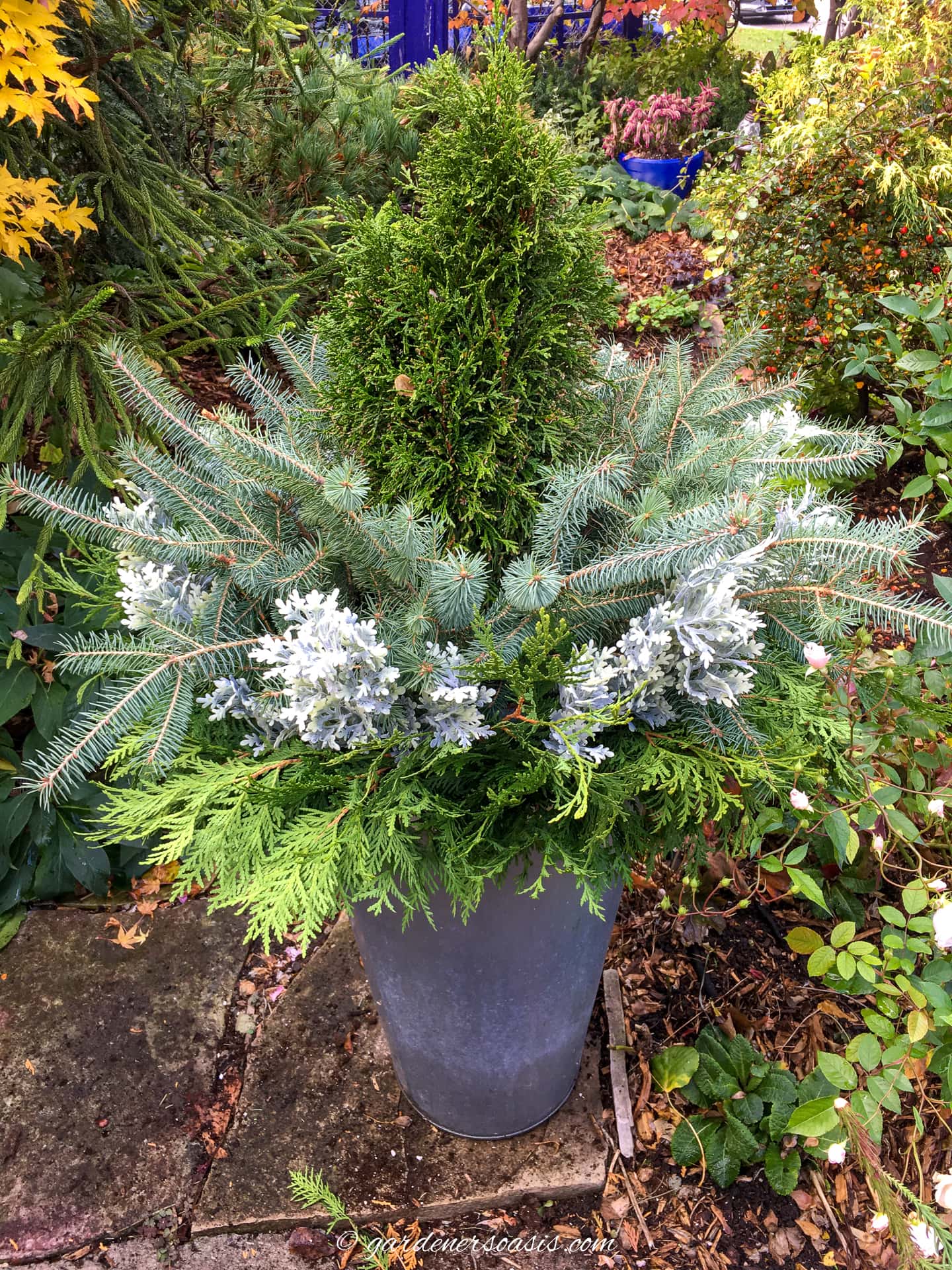 A pot with an Emerald cedar surrounded by evergreen branches an faux dusty miller picks