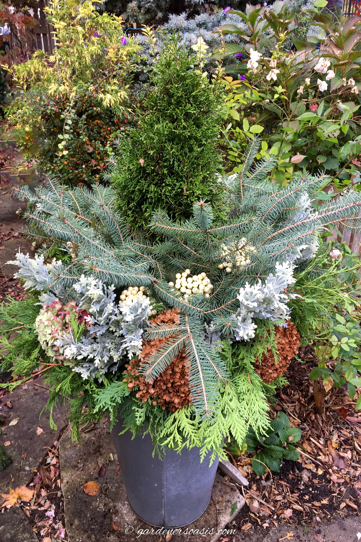 An outdoor winter planter with evergreens, dusty miller picks, white berry picks and dried Hydrangea flowers