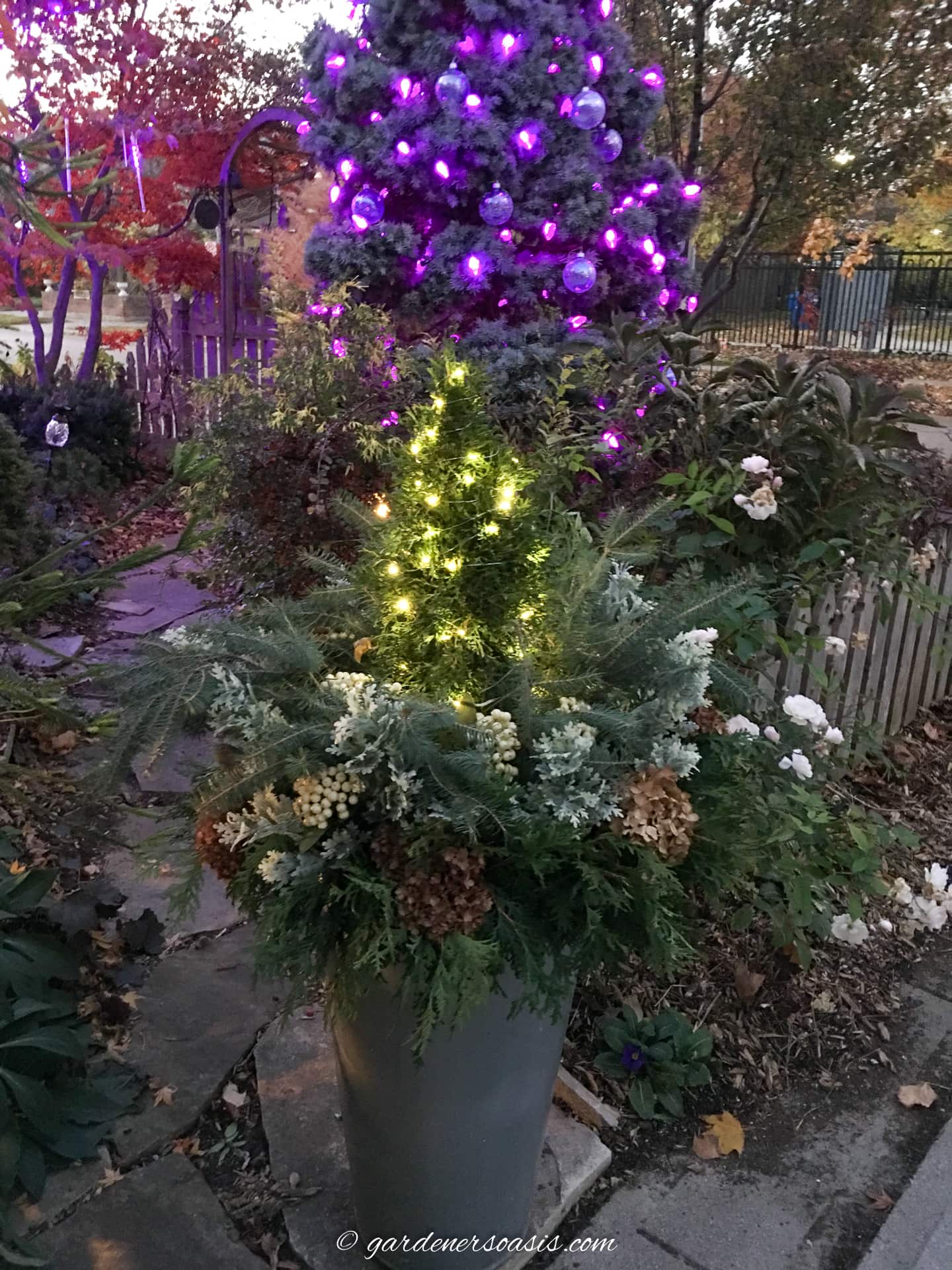 DIY winter planter with white lights in front of a large evergreen with purple lights