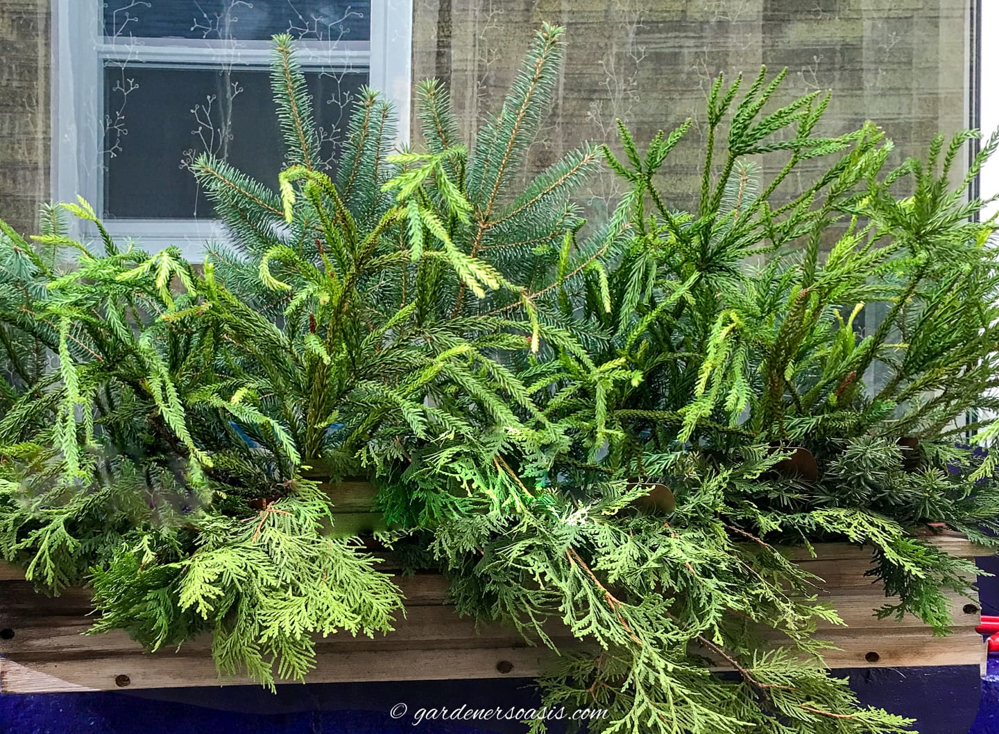 An evergreen-filled window box
