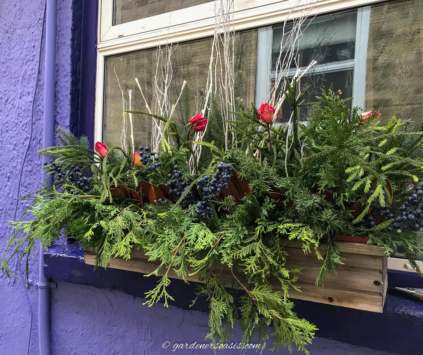An Evergreen-filled Window Box with blue berries and dried roses
