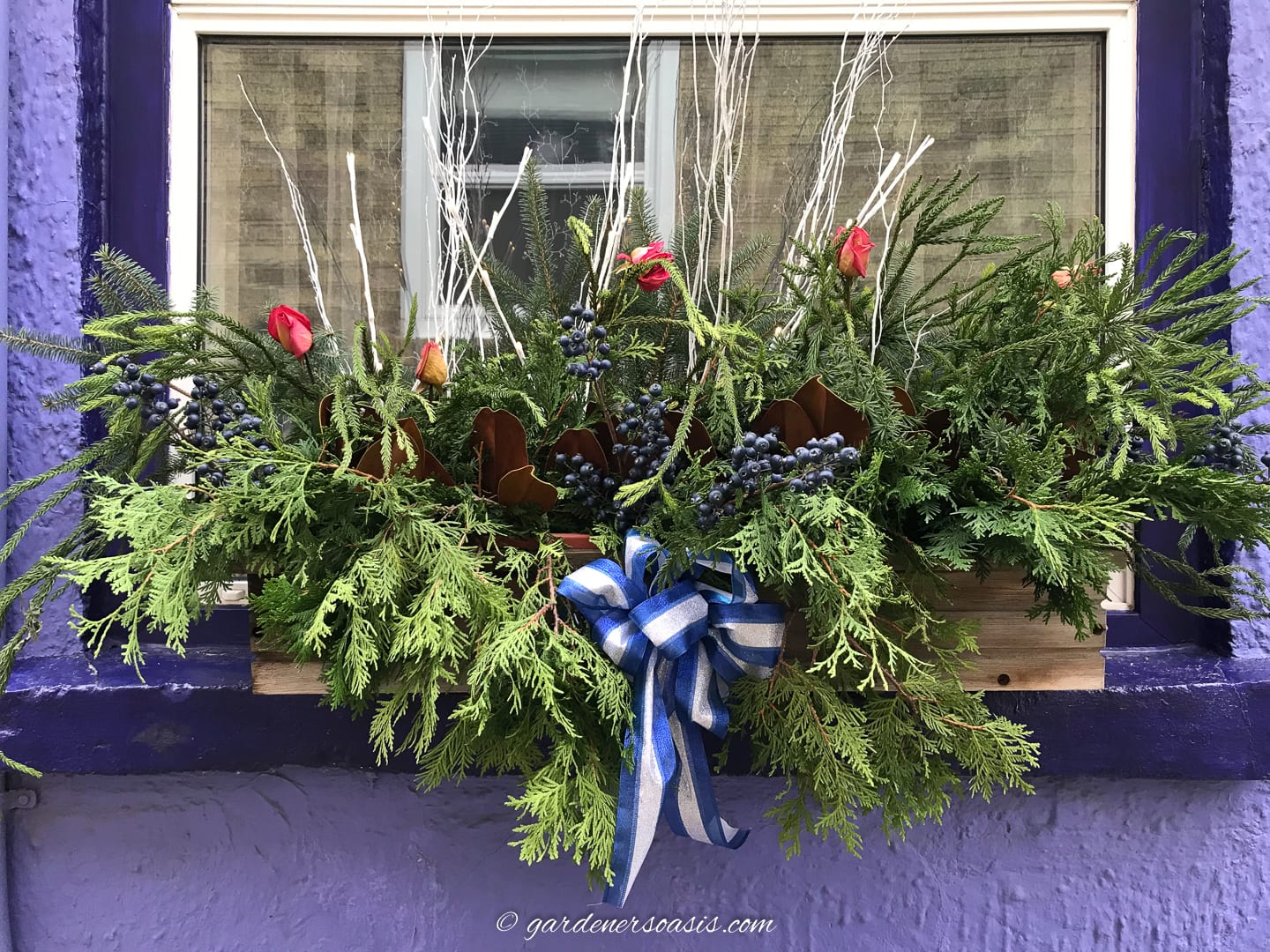 A winter window box decorated with evergreens, berries and a blue ribbon.