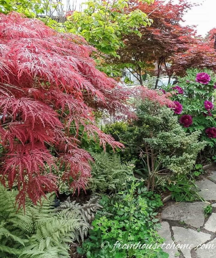 Japanese Maples in the border