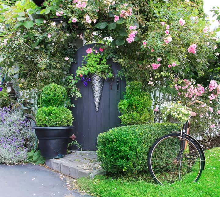garden wall covered in roses with a door as a gate