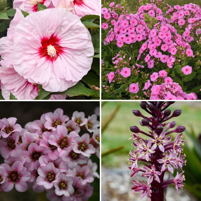 4 of the 2024 new perennials varieties - rose mallow, phlox, bergenia, pineapple lily