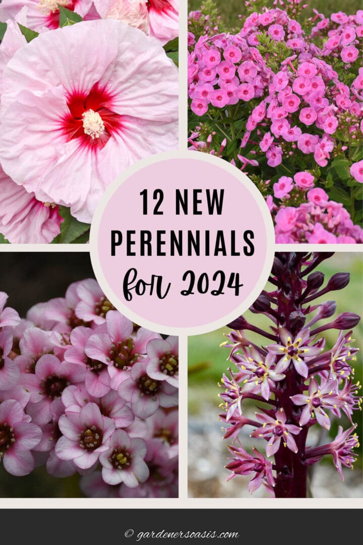 12 new perennials for 2024