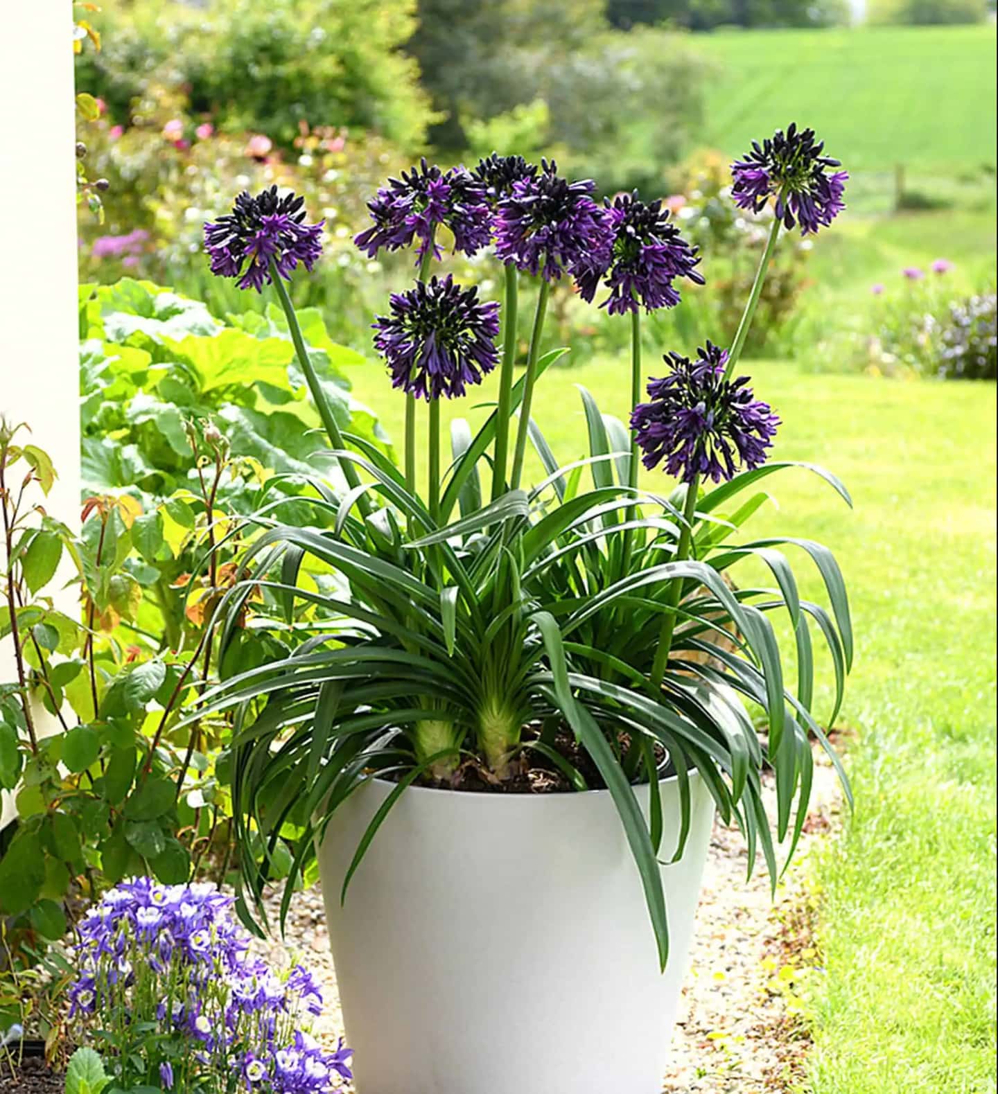 Agapanthus 'Blackjack' blooming in a container