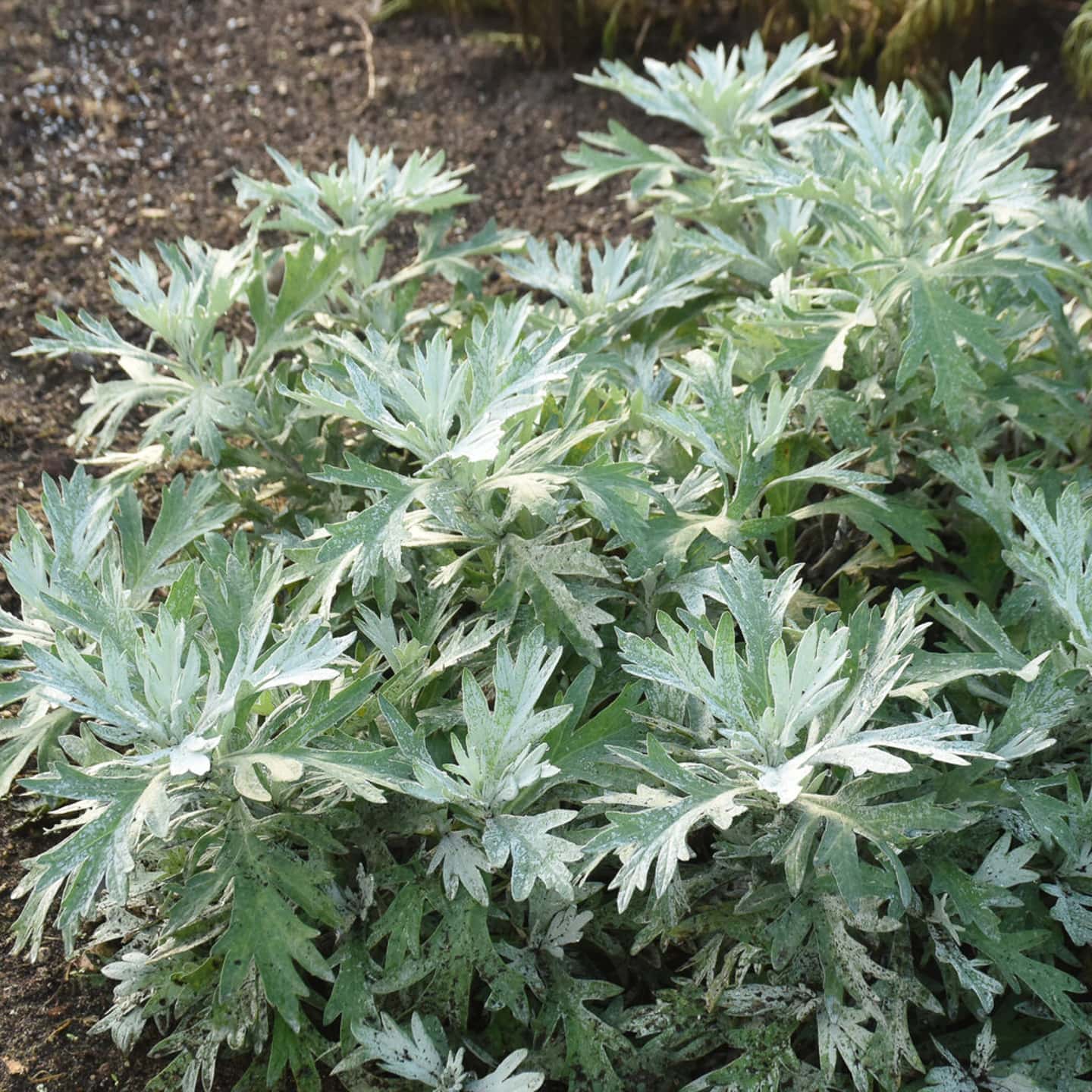Close up of Artemisia 'Silver Lining' leaves