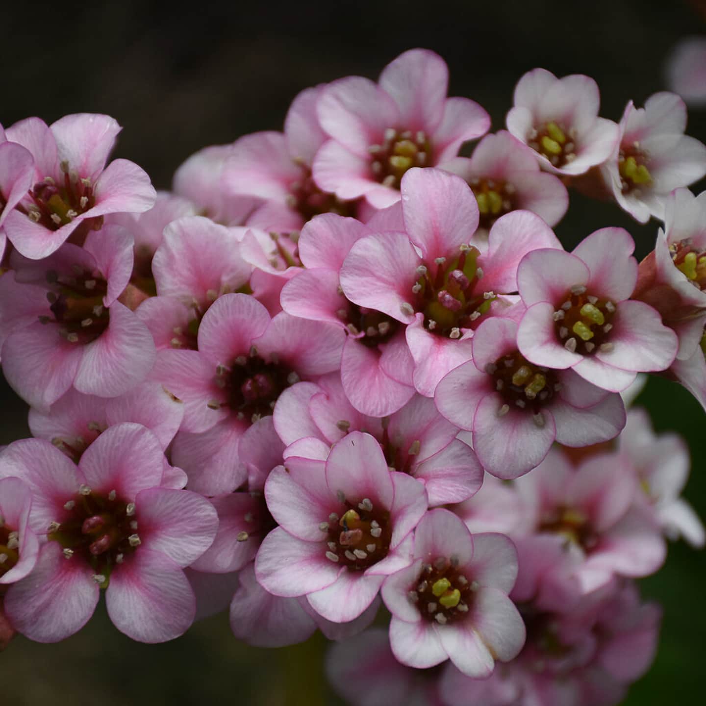 Close up of Bergenia 'Peppermint Patty' flowers