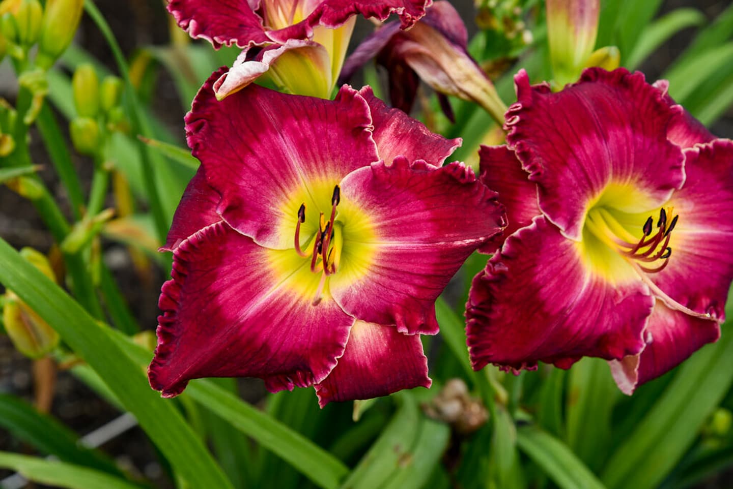 3 Day Lily 'Blood, Sweat and Tears' flowers