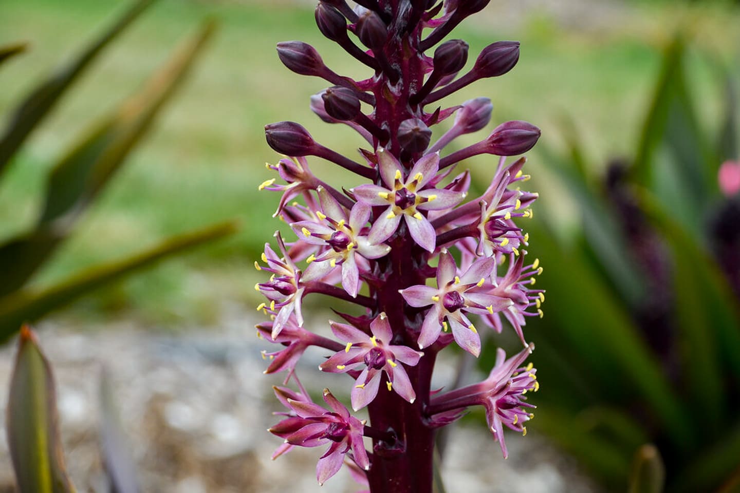 Close up of a Pineapple Lily 'Purple Reign' flower