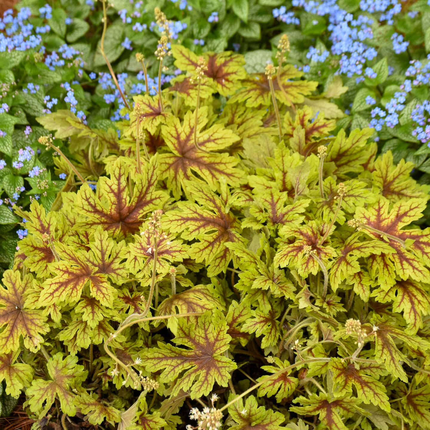 Heucherella 'Capture the Flag' growing in front of blue forget-me-nots