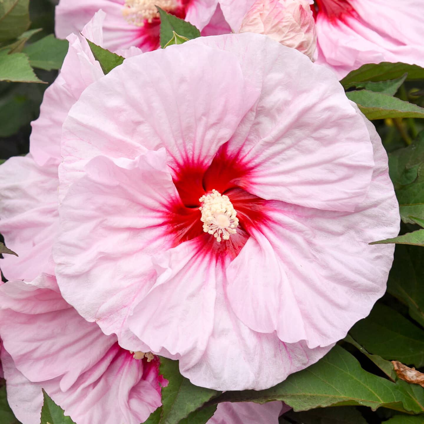 Close up of a Hibiscus 'All Eyes On Me' flower