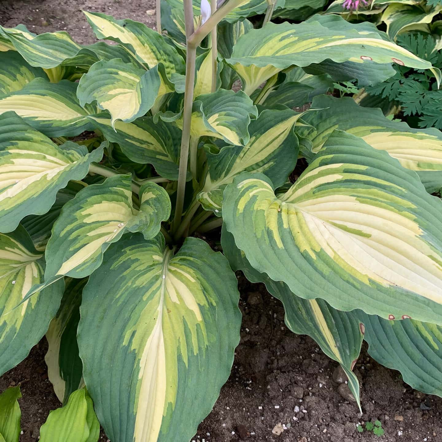 Close up of Hosta 'Love Story' loves