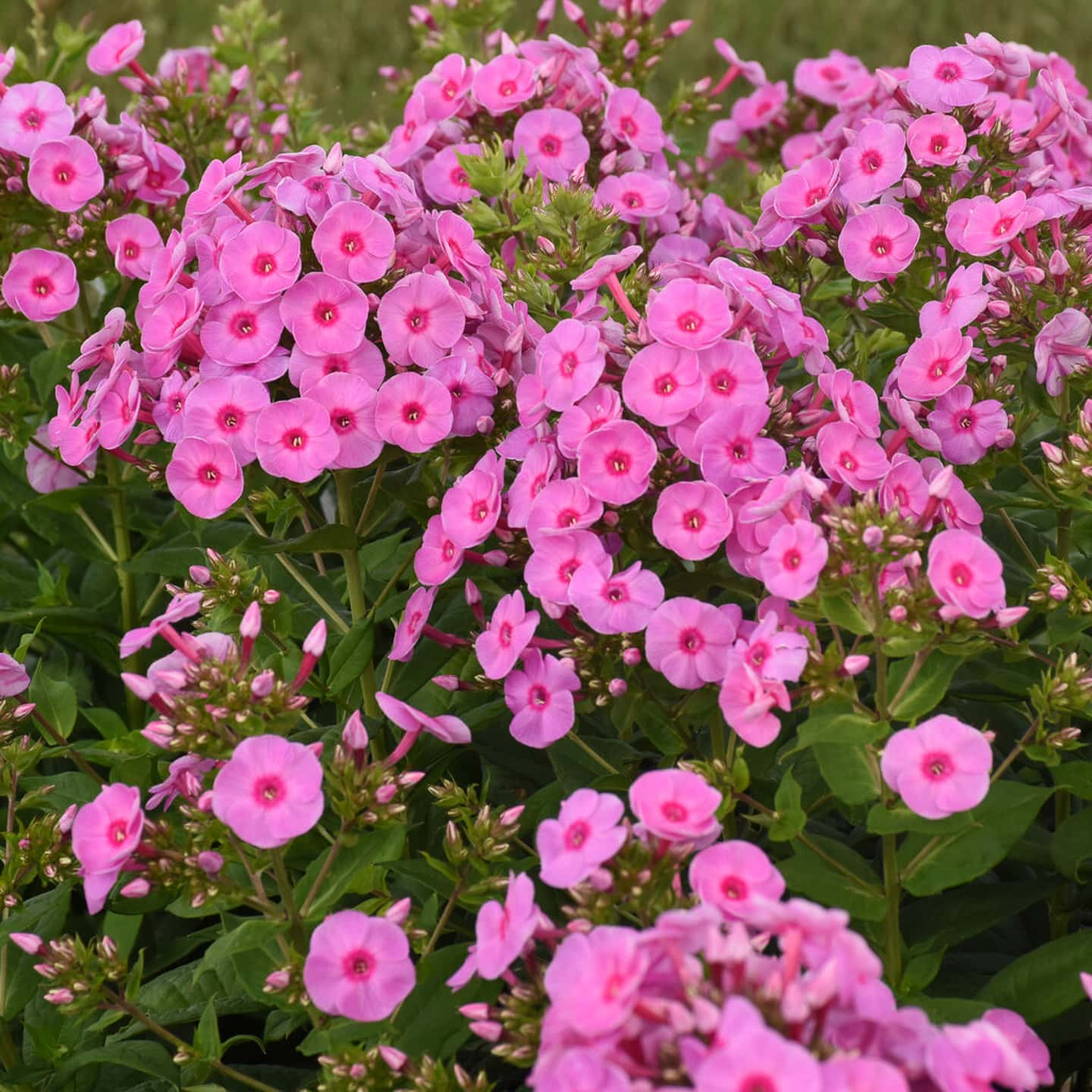 Phlox 'Prismatic Pink' flowers