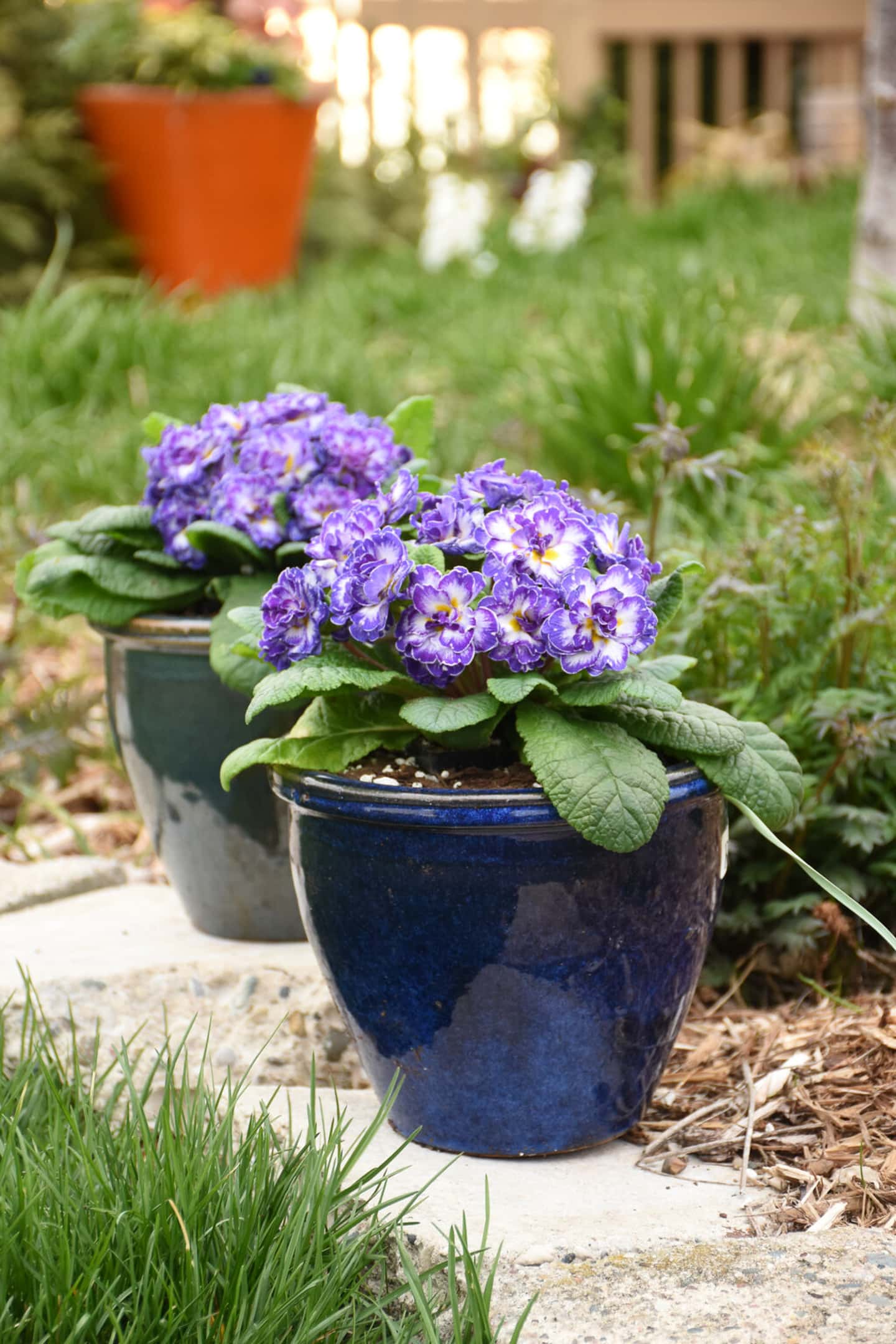'Blue Ripples' primula growing in containers